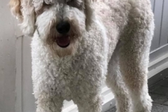 Joey Labradoodle F1B fra Mejse