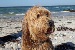 Peanut Goldendoodle F1