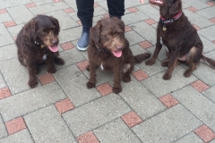 3 Carla og Gismo piger. Trimmehunde Labradoodle F1