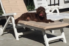 Berta carla og Gismo Labradoodle F1 trimmehund...