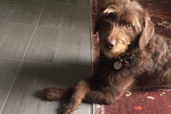 Berta carla og Gismo Labradoodle F1 trimmehund