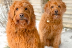 Digby og Bacon Labradoodle F1