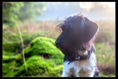 Musen fra Maya og Gismo trimmehund og Labradoodle F1 nr 2