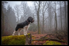 Musen fra Maya og Gismo trimmehund og Labradoodle F1