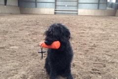 Nova fra Sally og Persy Labradoodle F1 Trimmehund