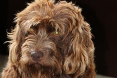 Riga Labradoodle F1