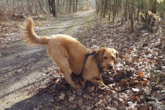 Simba Labradoodle F1 fra Hope 2016