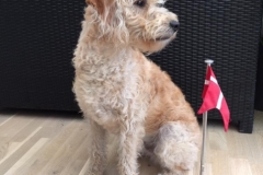 Ludvis Paris og Ozzy Labradoodle f1B