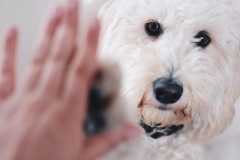 Smilla Labradoodle F1B