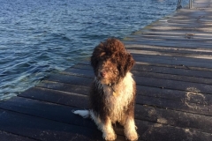 Balder Labradoodle F1B